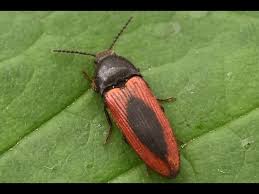 Attēlu rezultāti vaicājumam “Ampedus sanguinolentus”