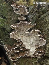 Attēlu rezultāti vaicājumam “Datronia mollis”