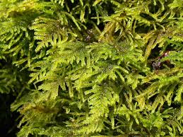 Attēlu rezultāti vaicājumam “Palustriella falcata”