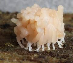 Attēlu rezultāti vaicājumam “Heterotrichia obvelata (syn. Arcyria obvelata) spores”