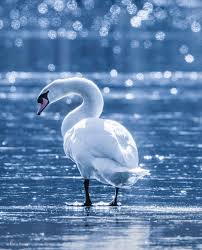 Attēlu rezultāti vaicājumam “Cygnus olor adult”