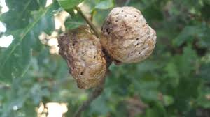 Attēlu rezultāti vaicājumam “Biorhiza pallida”