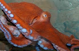 Image result for Enteroctopus dofleini