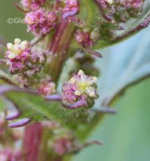Attēlu rezultāti vaicājumam “Chenopodium rubrum leaf”