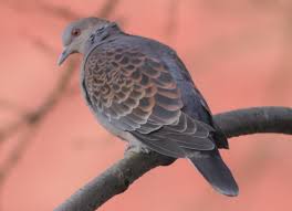 Image result for Streptopelia orientalis