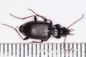 Attēlu rezultāti vaicājumam “Nebria brevicollis”