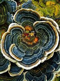 Attēlu rezultāti vaicājumam “Trametes versicolor”