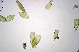 Attēlu rezultāti vaicājumam “Pterigynandrum filiforme”