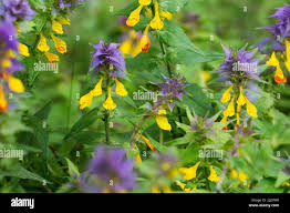 Attēlu rezultāti vaicājumam “Melampyrum nemorosum leaf”