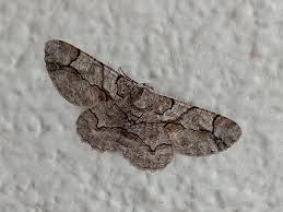 Attēlu rezultāti vaicājumam “Geometridae”