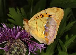 Attēlu rezultāti vaicājumam “Argynnis laodice female”