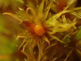 Attēlu rezultāti vaicājumam “Ulota crispa”