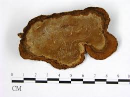 Attēlu rezultāti vaicājumam “Phellinus nigrolimitatus”