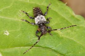 Attēlu rezultāti vaicājumam “Pogonocherus hispidulus”