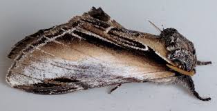 Attēlu rezultāti vaicājumam “Pheosia gnoma male”