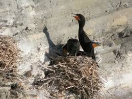 Image result for Phalacrocorax auritus