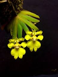 Attēlu rezultāti vaicājumam “Heyderia pusilla”