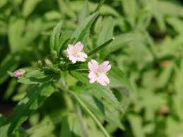 Image result for Weidenröschen