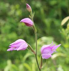 Attēlu rezultāti vaicājumam “Cephalanthera rubra flower”