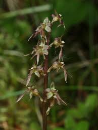 Attēlu rezultāti vaicājumam “Listera cordata fruit”