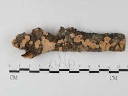 Attēlu rezultāti vaicājumam “Aleurodiscus amorphus”