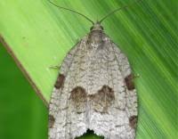 Attēlu rezultāti vaicājumam “Lozotaenia forsterana”