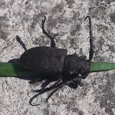 Attēlu rezultāti vaicājumam “Lamia textor”