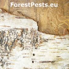 Attēlu rezultāti vaicājumam “Scolytus ratzeburgi”