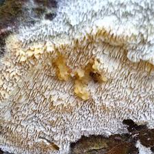 Attēlu rezultāti vaicājumam “Schizopora paradoxa”