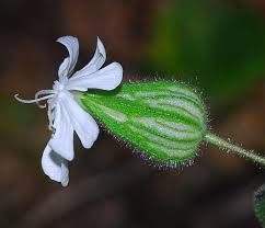 Attēlu rezultāti vaicājumam “Silene tatarica leaf”