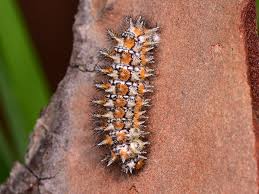 Attēlu rezultāti vaicājumam “Melitaea didyma male”