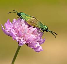 Attēlu rezultāti vaicājumam “Adscita statices”