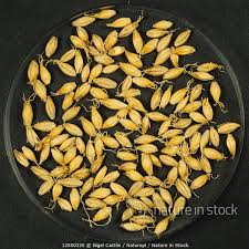 Attēlu rezultāti vaicājumam “Hordeum vulgare fruit”