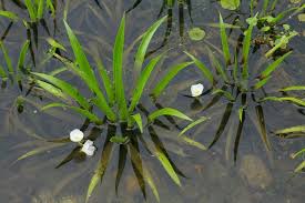 Attēlu rezultāti vaicājumam “Stratiotes aloides”