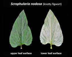 Attēlu rezultāti vaicājumam “Scrophularia nodosa”
