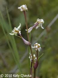 Attēlu rezultāti vaicājumam “Scheuchzeriaceae”