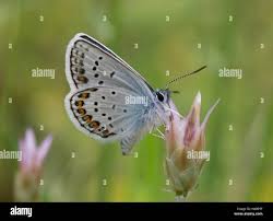 Attēlu rezultāti vaicājumam “Plebejus idas underside”