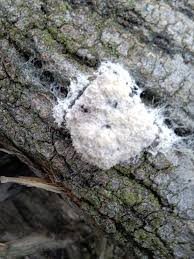 Attēlu rezultāti vaicājumam “Cribraria tenella spores”