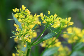 Attēlu rezultāti vaicājumam “Rorippa amphibia”