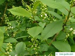 Attēlu rezultāti vaicājumam “Prunus (bird-cherry tree)”