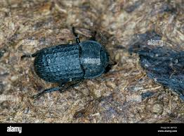 Attēlu rezultāti vaicājumam “Opatrum sabulosum”