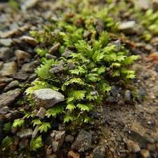 Attēlu rezultāti vaicājumam “Fissidens adianthoides”