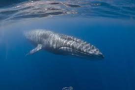 Image result for Balaenoptera physalus