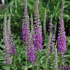 Attēlu rezultāti vaicājumam “Veronica longifolia”