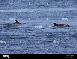 Image result for Leucopleurus acutus