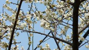 Image result for 2011早春