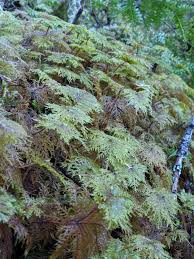 Attēlu rezultāti vaicājumam “Hylocomium splendens”