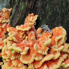 Attēlu rezultāti vaicājumam “Laetiporus sulphureus”