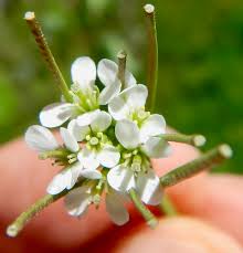 Attēlu rezultāti vaicājumam “Cardamine impatiens fruit”