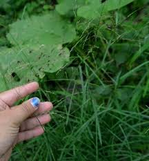 Attēlu rezultāti vaicājumam “Glyceria striata fruit”